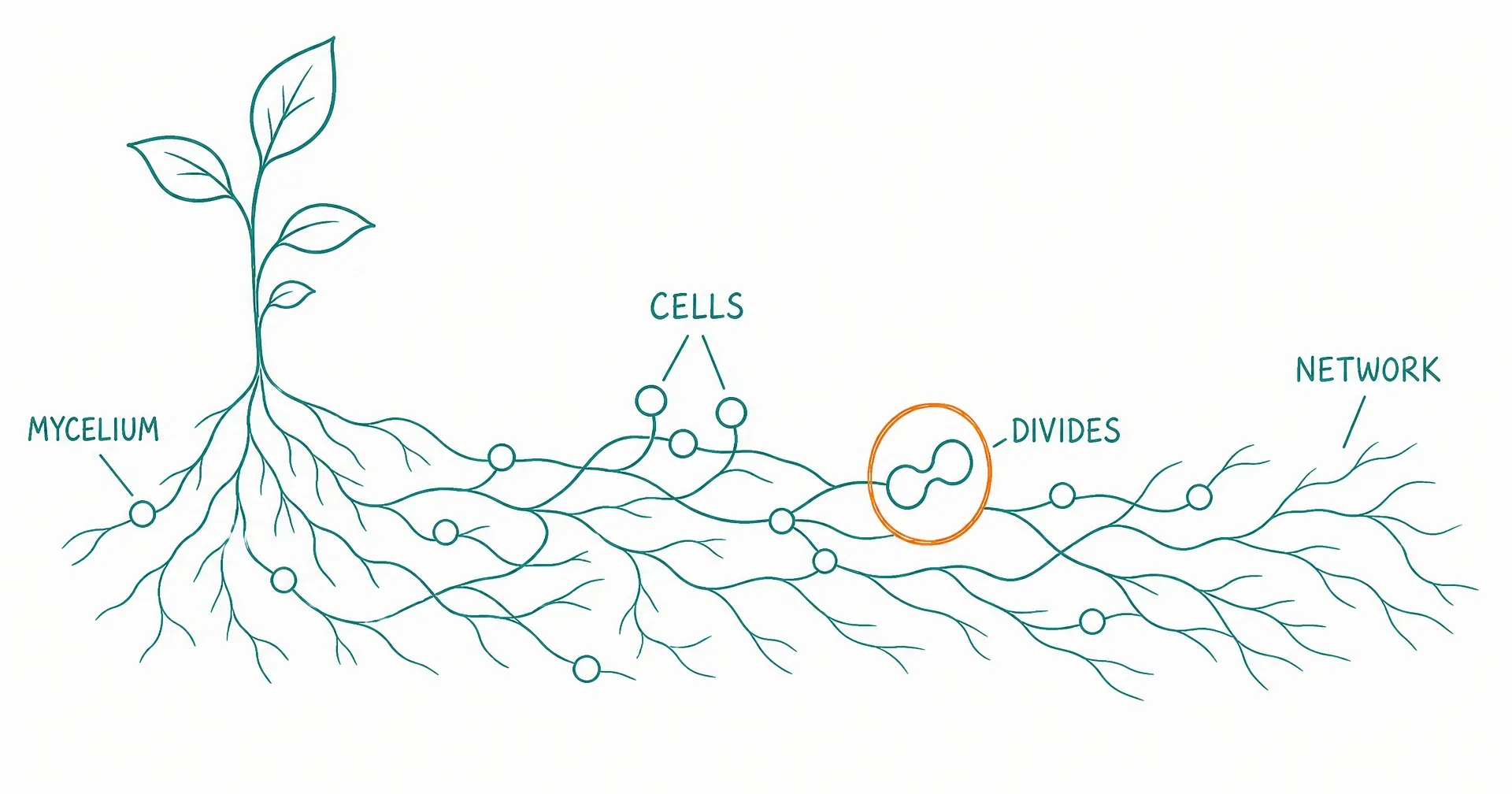 Hand-drawn teal sketch of a plant whose roots are wrapped by a spreading mycelium network with small round cells along the threads, one dividing cell circled in amber, labeled mycelium, cells, divides and network